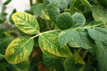 Obraz premium Soybean and tomato leaves display yellowing, spots, and damage from beetle infestations, highlighting plant stress and the impact of pests on crop health.