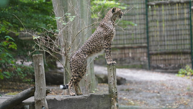 Cheetah, Gepard