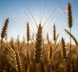 Golden wheat field glistens with morning dew in warm sunlight