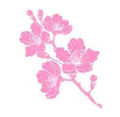 branch of pink orchid