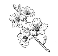 Line art flowers Illustration