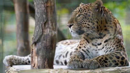 Leopard, Lampart © Hubert