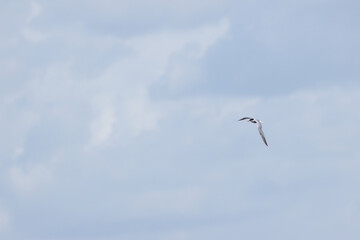 common tern with wings spread and gray sky, Common tern in flight with wings spread, flying common tern with gray clouds in the background, Sterna hirundo