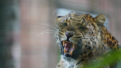 Leopard, Lampart © Hubert