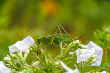 Great green bush-cricket on a flower