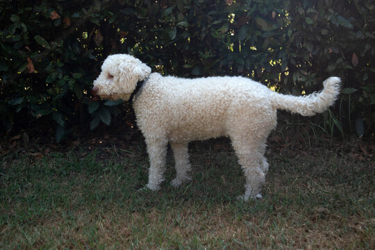 Cane Lagotto Romagnolo bianco con pelo riccio fermo in piedi di profilo sul prato verde del giardino davanti a una siepe