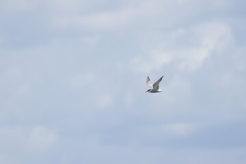 Common tern in flight with wings spread, common tern with wings spread and gray sky, Sterna hirundo, flying common tern with gray clouds in the background