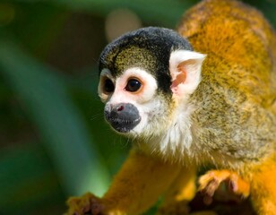 Obraz premium Close-up of a squirrel monkey (1)