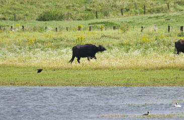 A water buffalo walking along the edge of a lake, buffalo on a wild meadow, a crow flying by, idyllic landscape with fenced meadow, bushes in the background, Bubalus arnee