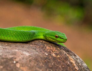 Fototapeta premium Close-up of a vibrant green snake on a rock