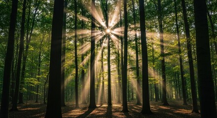 Sunbeams burst through a dense forest canopy, illuminating tall, slender trees. Light filters through the leaves, casting shadows