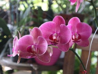 Purple Doritaenopsis is the name of an orchid hybrid that is a cross between the genus Doritis and Phalaenopsis, popular for its beautiful, often purple flowers.