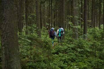 Fototapeta premium Two middle aged Caucasian men hiking through dense forest carrying backpacks, walking side by side among tall trees and lush green undergrowth, exploring wilderness together