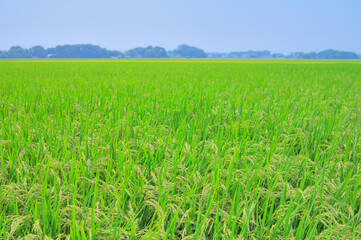 Fototapeta premium 日本の夏の田園風景