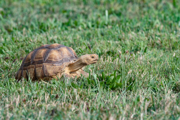 Tortoise in the grass 