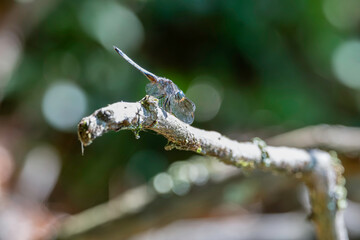 Dragonfly on a branch 