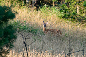deer in the grass
