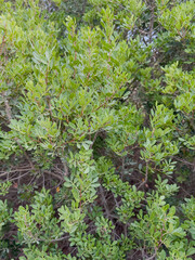 Closeup of lentisk plant branch with clusters of red fruits and green leaves