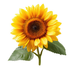 Naklejka premium Bright yellow sunflower, centered, with dark brown disk and green leaves
