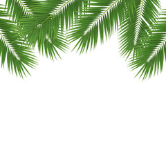 Obraz premium palm leaves frame isolated on white or transparent background