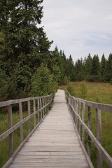 a path that leads through a peat bog