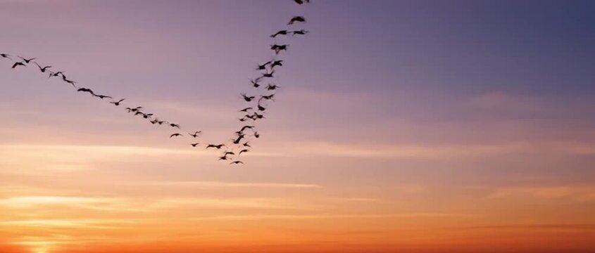 V-Shaped Formation of Flying Birds During Sunset Over Calm Horizon
