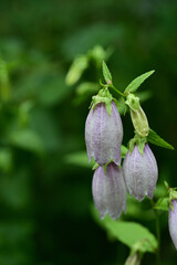薄紫色の初夏の花　ホタルブクロ