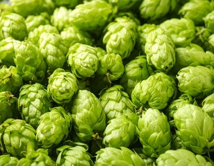 Obraz premium Close-up of fresh green hops (1)