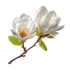 Naklejka premium Two white magnolia blossoms on a branch. Close-up, detail of delicate petals, soft light
