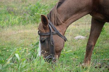 Fototapeta premium Closeup portrait of young brown horse with white spot on its forehead eating green grass in the meadow.