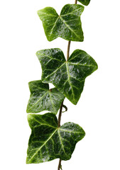 Close-up of ivy leaves and stem, vibrant green
