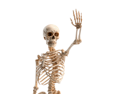 Human skeleton with raised hand on transparent background, PNG