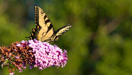 Obraz premium A delicate swallowtail butterfly rests gracefully on a cluster of vibrant pink flowers, bathed in soft sunlight.