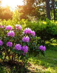 Obraz premium Lush purple rhododendrons in a sunlit garden