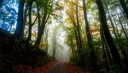 Obraz premium A misty forest path winds through a canopy of autumn trees, bathed in soft, diffused light.