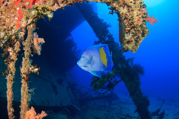 A blue angelfish with yellow spots swims gracefully around the shipwreck in the ocean.