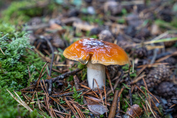 Orange webcap Mushroom, Cortinarius mucosus, Spain, Europe