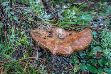 Red Pine Mushroom, Lactarius deliciosus, Spain, Europe