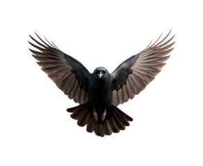 Naklejka premium Majestic black crow in flight with outstretched wings on transparent background, PNG