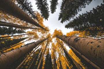 A forest canopy viewed from below, showcasing tall trees.