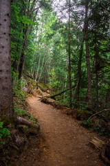 A forest path leading through an impenetrable mountain forest