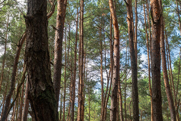 Dense Pine Forest with Sunlight in Nowy Lubiel, Poland