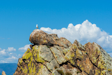 Seagull Perched on Rocky Outcrop with Blue Sky