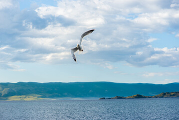 Seagull Soaring Through Cloudy Sky