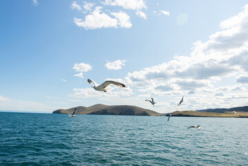Seagull Soaring Through Cloudy Sky