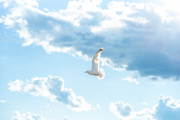 Seagull Soaring Through Cloudy Sky