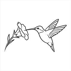 Obraz premium Black and white line drawing of a hummingbird feeding from a flower nectar drinking