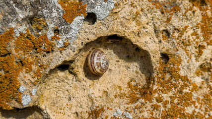 Natural lichens and moss growing on rock showing detailed texture, organic surface patterns
