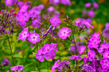 Fototapeta premium purple phloxes in the garden