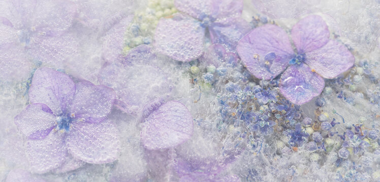 purple, blue and violet hortensia or hydrangea with lavender flowers background